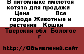 В питомнике имеются котята для продажи › Цена ­ 30 000 - Все города Животные и растения » Кошки   . Тверская обл.,Бологое г.